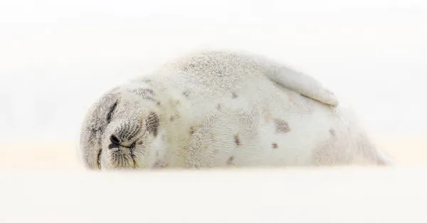 File:Sleepy Seal.webp